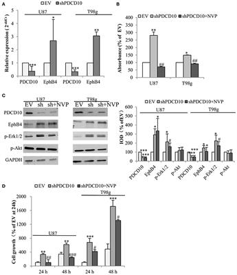 PDCD10-Deficiency Promotes Malignant Behaviors and Tumor Growth via Triggering EphB4 Kinase Activity in Glioblastoma